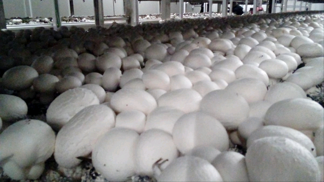 Bandejas com Cogumelos Paris frescos e saudáveis para venda.