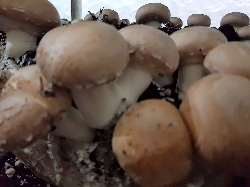 Cogumelos Shiitake prontos para a colheita, garantindo o máximo frescor.
